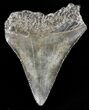 Serrated, Juvenile Megalodon Tooth - South Carolina #45842-1